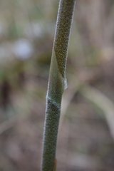 Sacoila lanceolata