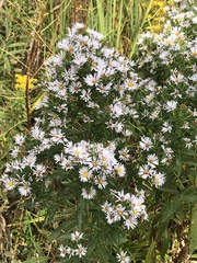 Symphyotrichum firmum