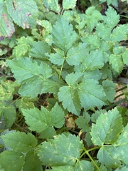 Aegopodium podagraria