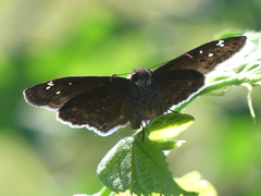 Erynnis funeralis