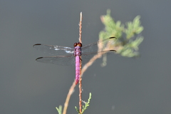 Orthemis ferruginea