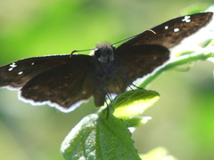 Erynnis funeralis