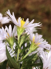 Symphyotrichum firmum