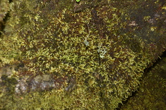 Scleropodium obtusifolium