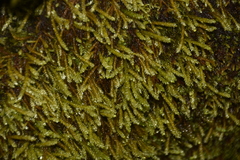 Scleropodium obtusifolium