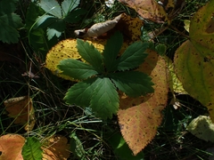 Sanicula marilandica