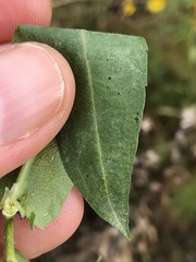 Symphyotrichum firmum