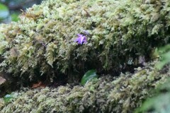 Calypso bulbosa occidentalis