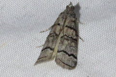 Dioryctria subtracta