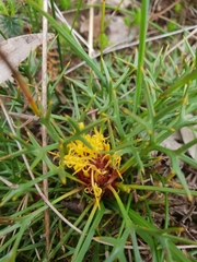 Isopogon ceratophyllus