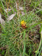 Isopogon ceratophyllus