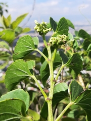 Cissus verticillata
