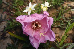 Oenothera acaulis