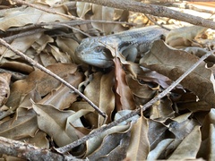 Tiliqua scincoides