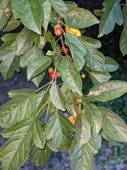 Malus toringo