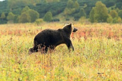 Ursus arctos beringianus