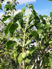 Cissus verticillata