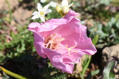 Oenothera acaulis