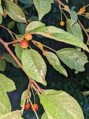 Malus toringo