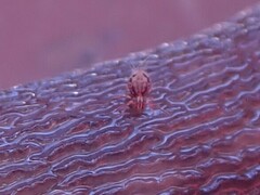 Dicyrtomina