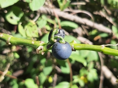 Cissus verticillata