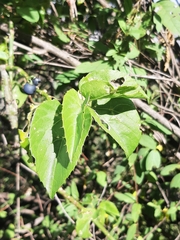 Cissus verticillata