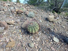 Ferocactus peninsulae