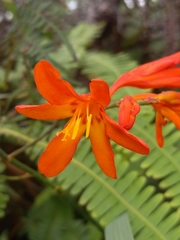 Crocosmia × crocosmiiflora