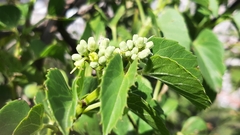 Cissus verticillata