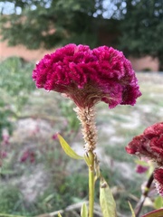Celosia argentea plumosa