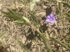 Ruellia pedunculata