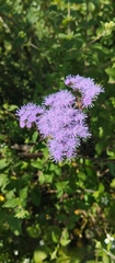 Ageratum corymbosum