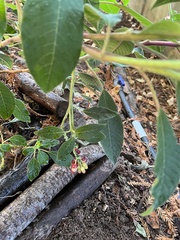 Aristotelia chilensis