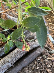 Aristotelia chilensis