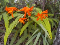 Crocosmia × crocosmiiflora