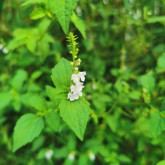 Mosla dianthera