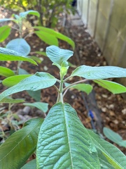 Aristotelia chilensis