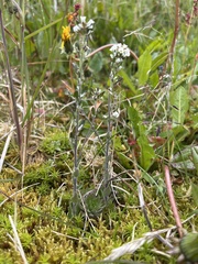 Draba incana