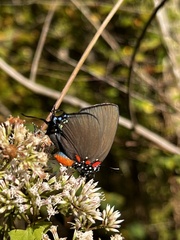 Atlides halesus