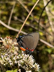 Atlides halesus