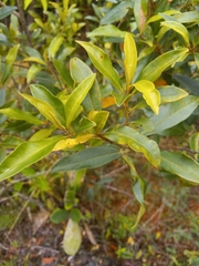 Sideroxylon salicifolium