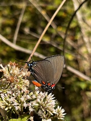 Atlides halesus
