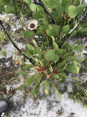 Protea cynaroides