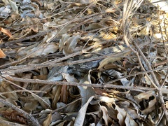 Tiliqua scincoides