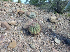 Ferocactus peninsulae