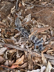 Tiliqua scincoides
