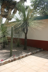 Dasylirion longissimum