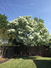 Chionanthus virginicus
