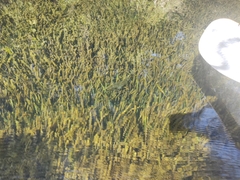 Zostera