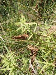 Galium boreale